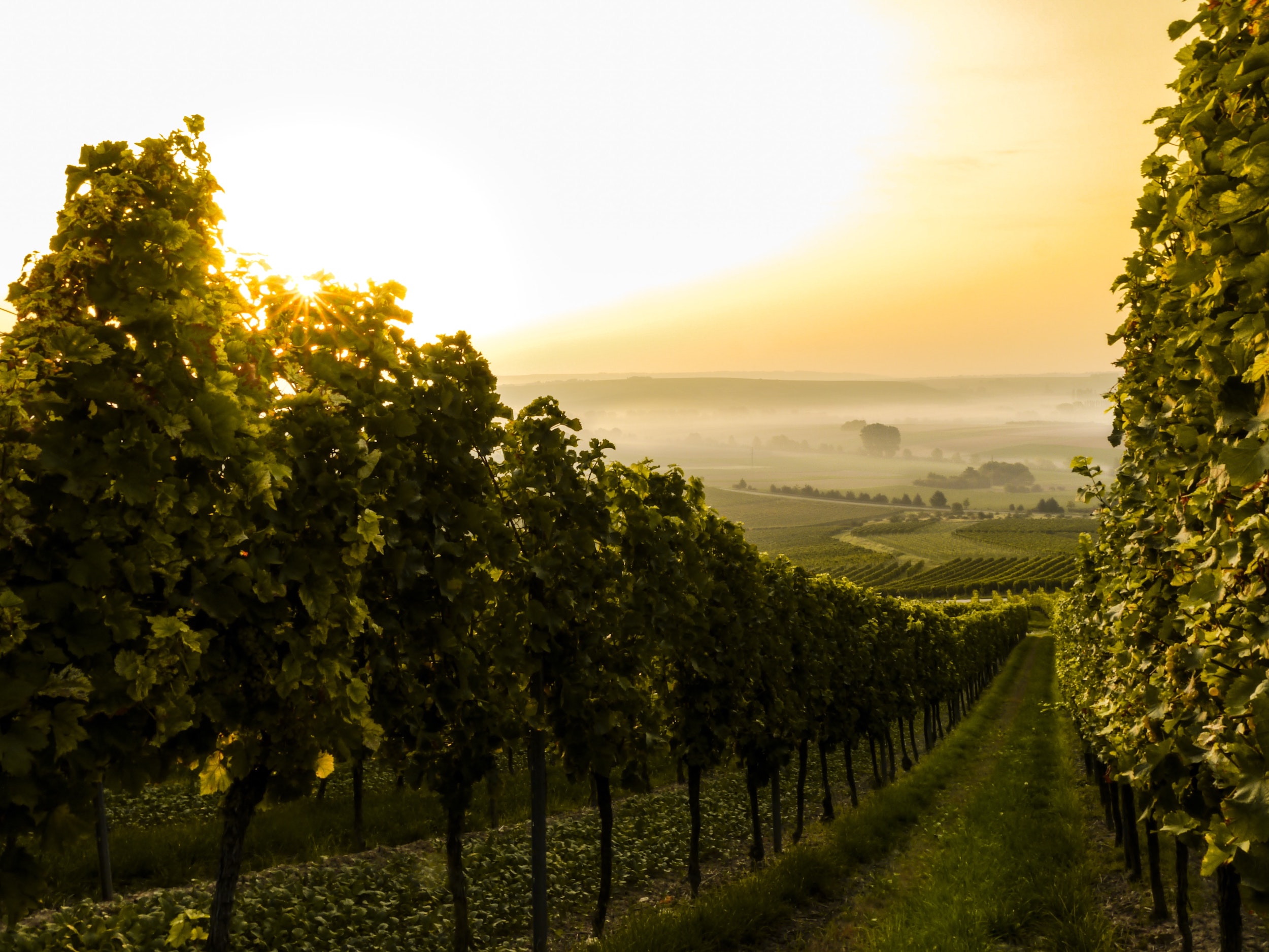 The Best Wine Regions in the World