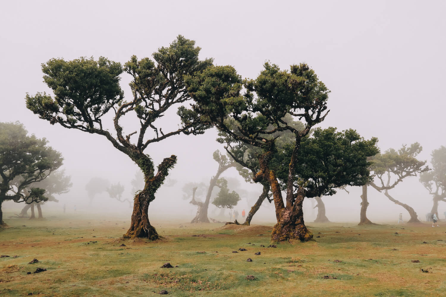 Madeira highlights en tips Fanal Forest