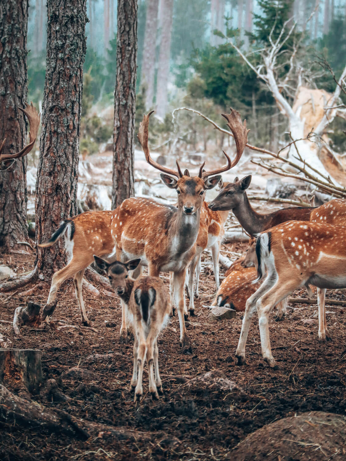 Kosta Safari park